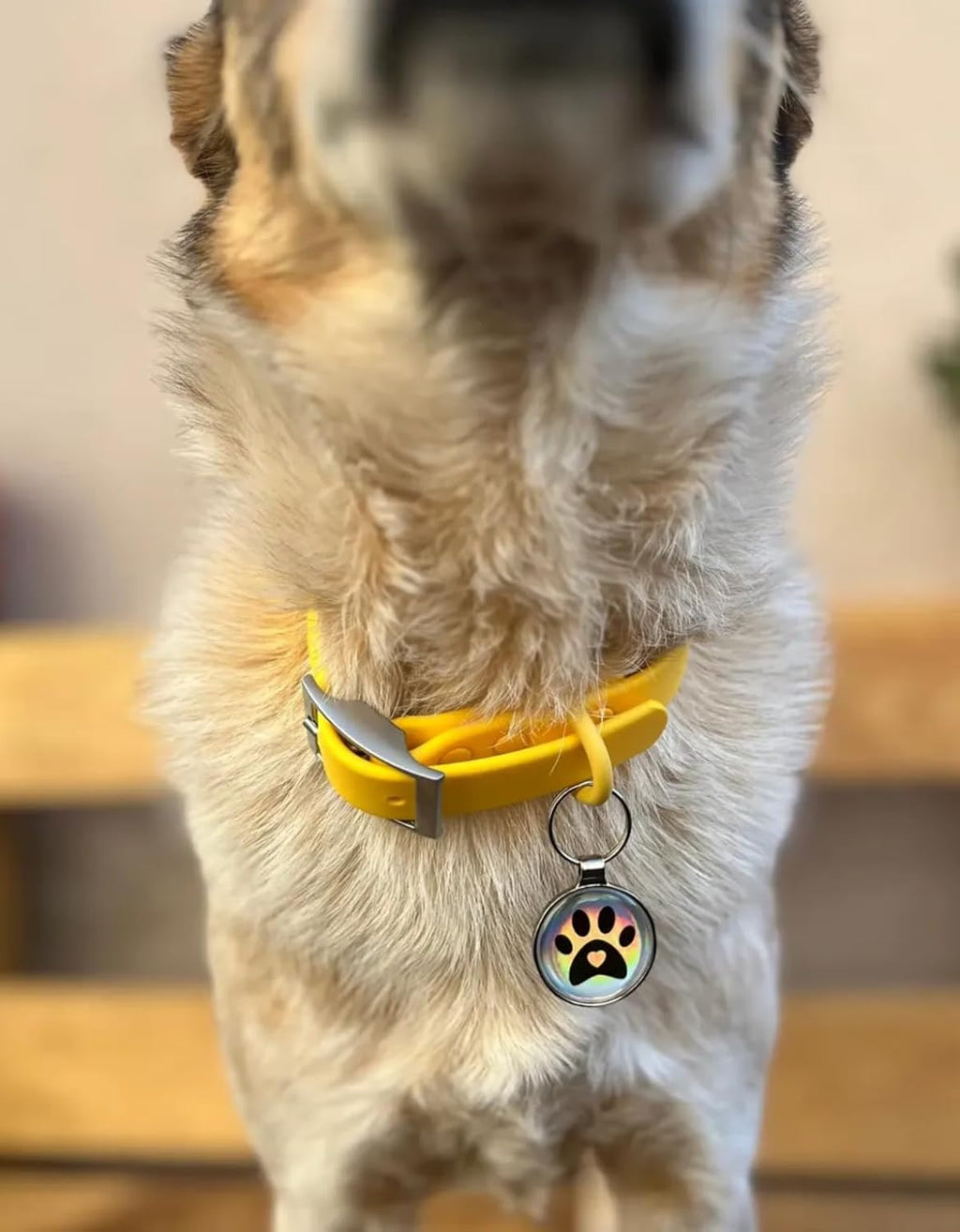 Premium QR Code Pet ID Tags - Receive Instant Scanned Tag Location Email Alert