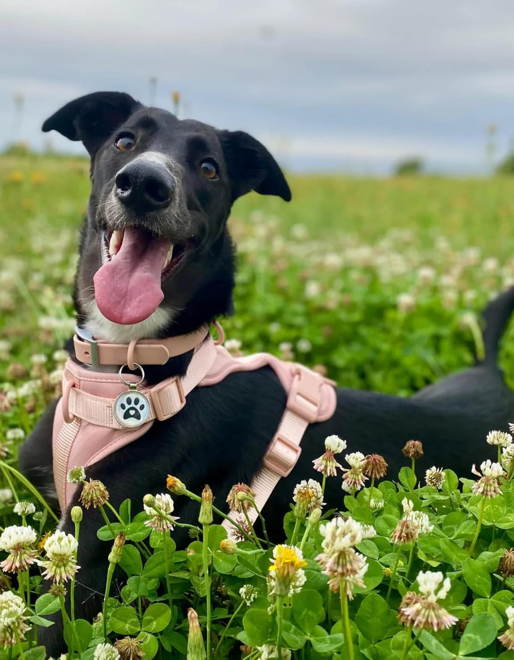 Premium QR Code Pet ID Tags - Receive Instant Scanned Tag Location Email Alert