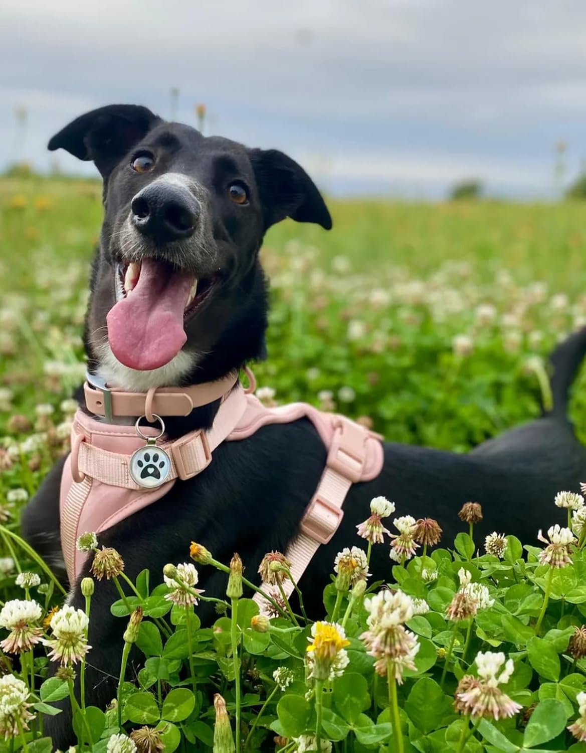 Premium QR Code Pet ID Tags - Receive Instant Scanned Tag Location Email Alert