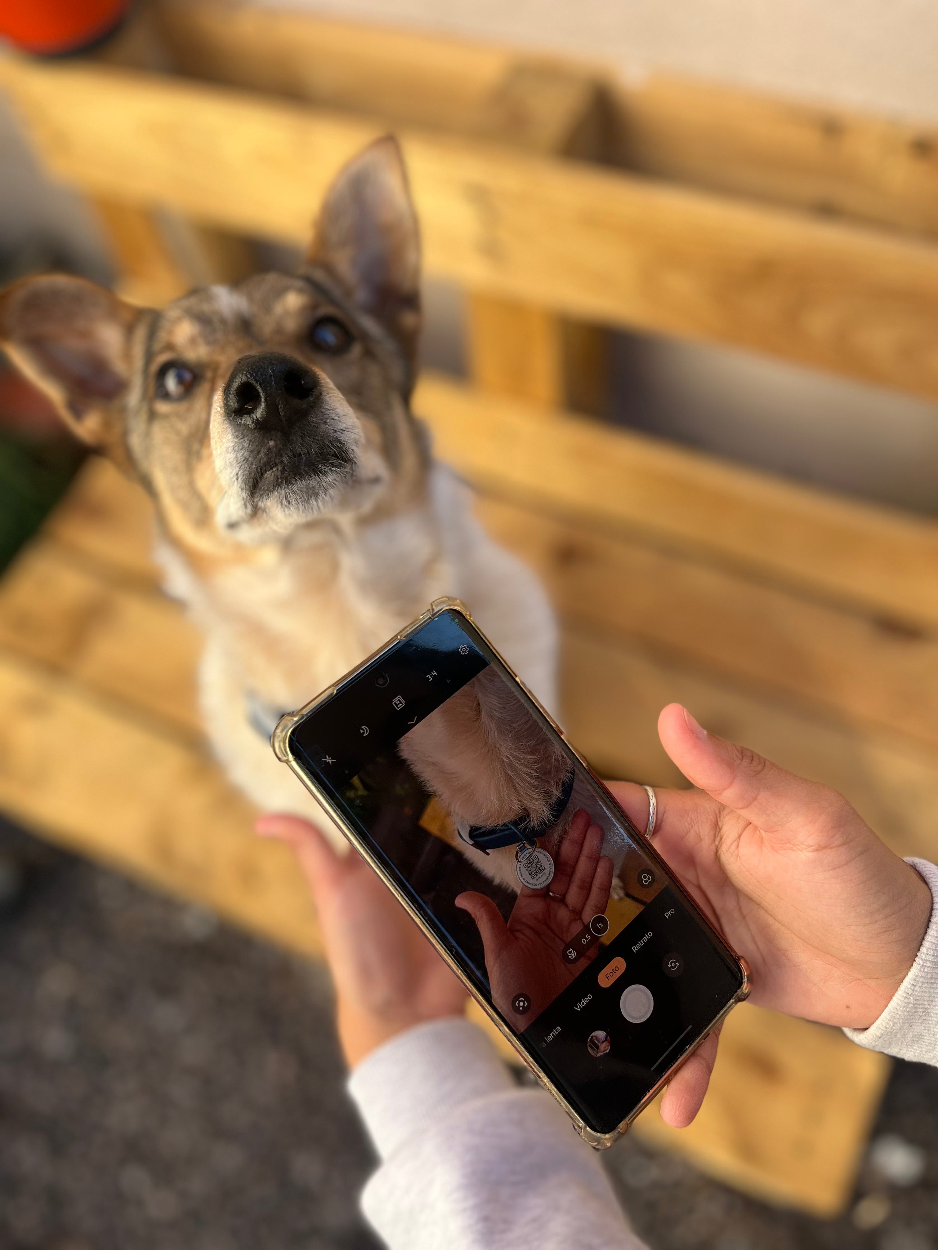 Premium QR Code Pet ID Tags - Receive Instant Scanned Tag Location Email Alert