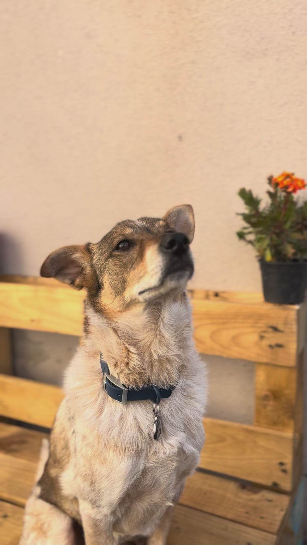 Premium QR Code Pet ID Tags - Receive Instant Scanned Tag Location Email Alert
